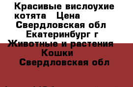 Красивые вислоухие котята › Цена ­ 2 000 - Свердловская обл., Екатеринбург г. Животные и растения » Кошки   . Свердловская обл.